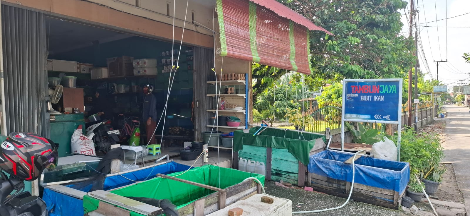 Bibit Ikan Patin 3 Inci Kartam Pekanbaru Tambun Jaya