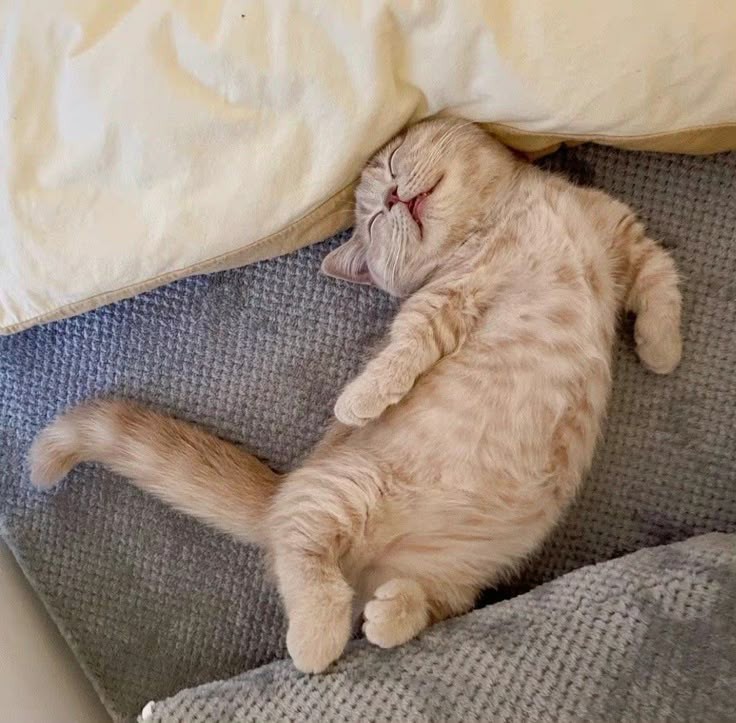 Hotel Kucing/ Penitipan Kucing