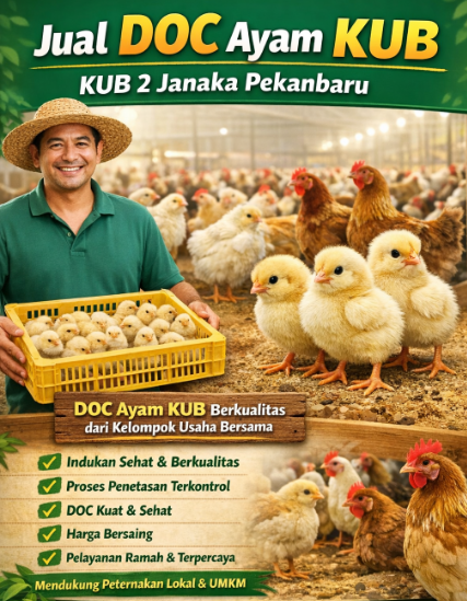 Jual DOC Ayam KUB 2 Janaka Pekanbaru Riau