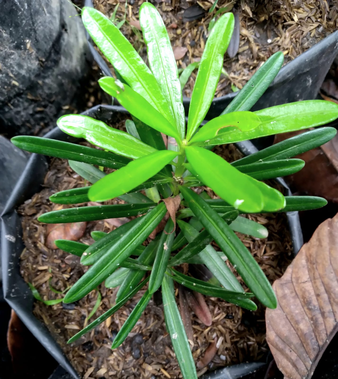 Bunga Bonsai Luhansung Pekanbaru