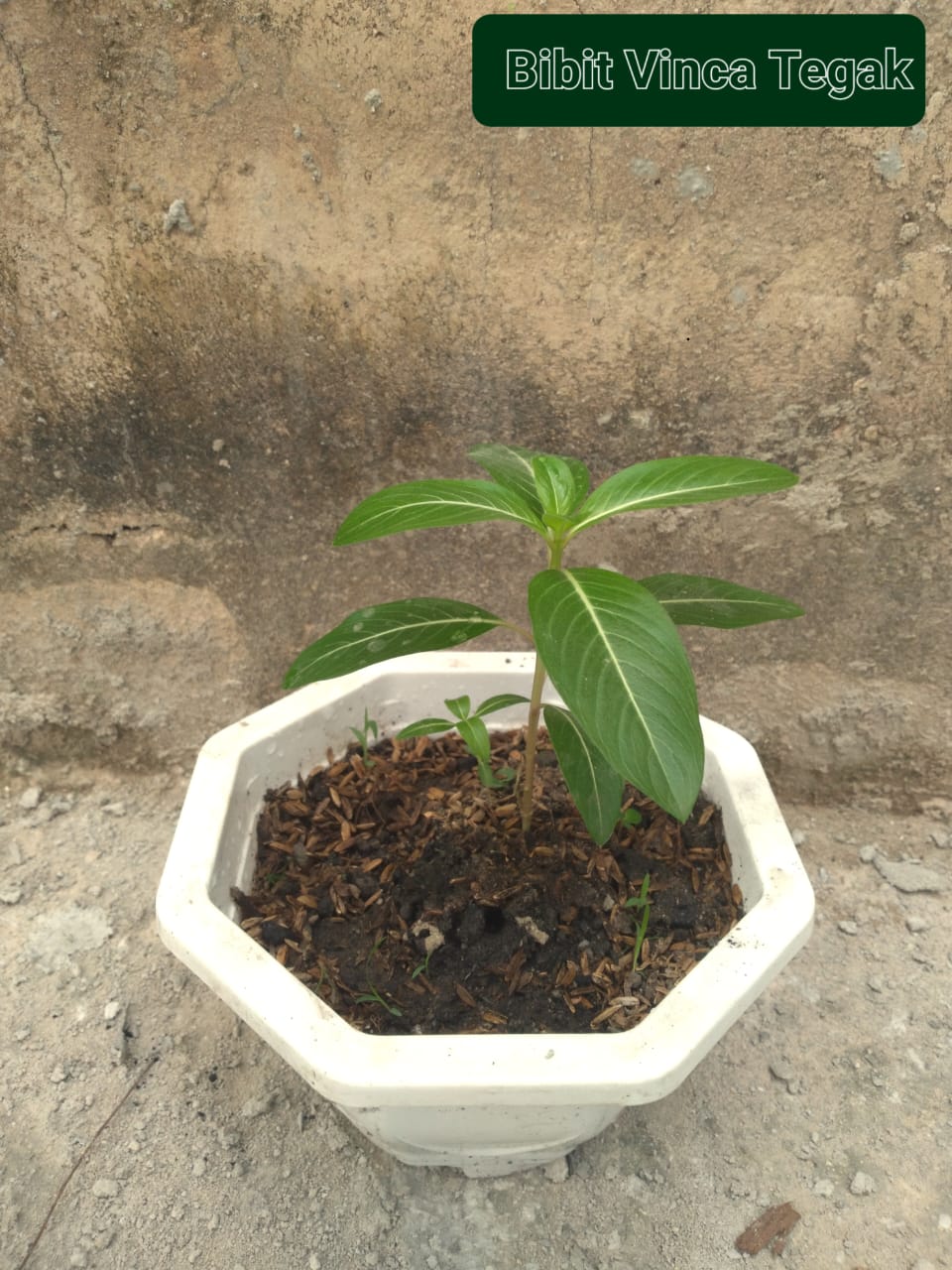 Bibit Bunga Vinca Set Pot Putih pekanbaru