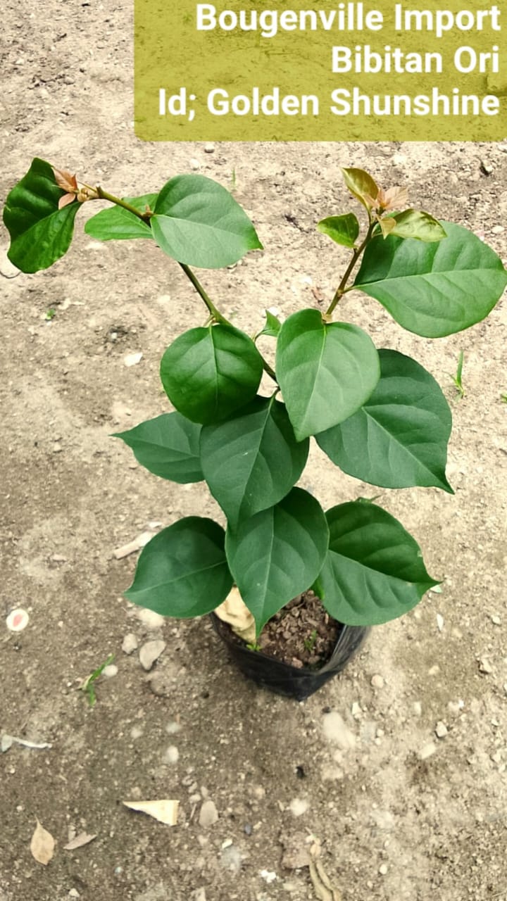 Bunga Bougenville Import Golden Sunshine Pekanbaru