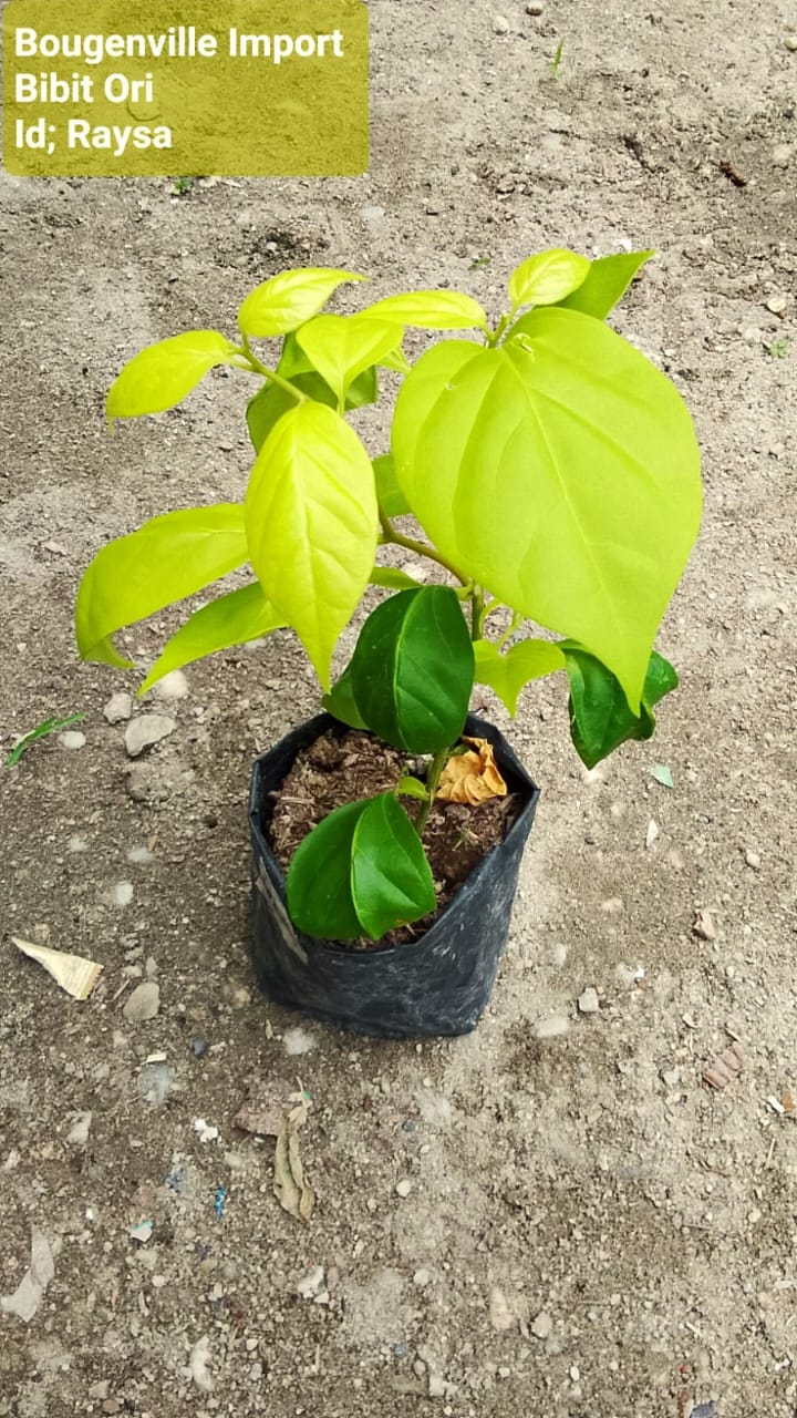 Bunga Bougenville import Raysa Pekanbaru