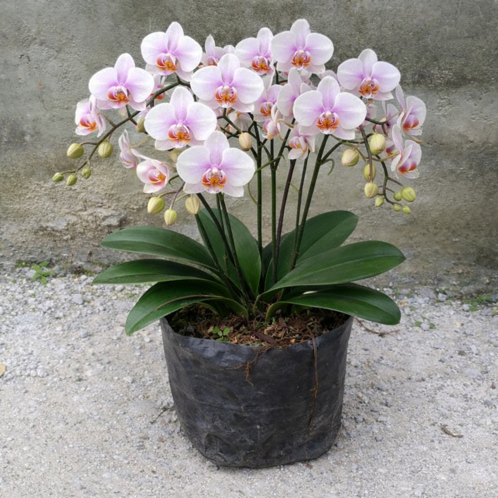 Bunga Angrek Cantik Pekanbaru