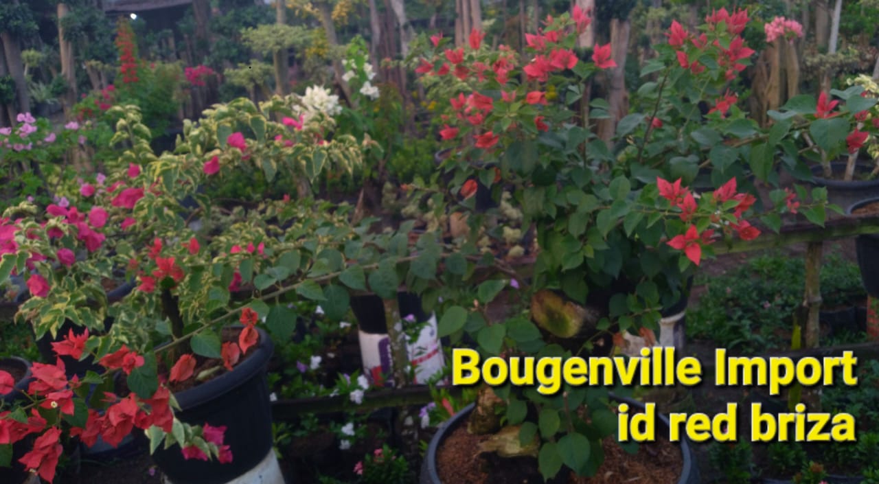 Bunga Bougenville Import Red Briza Pekanbaru