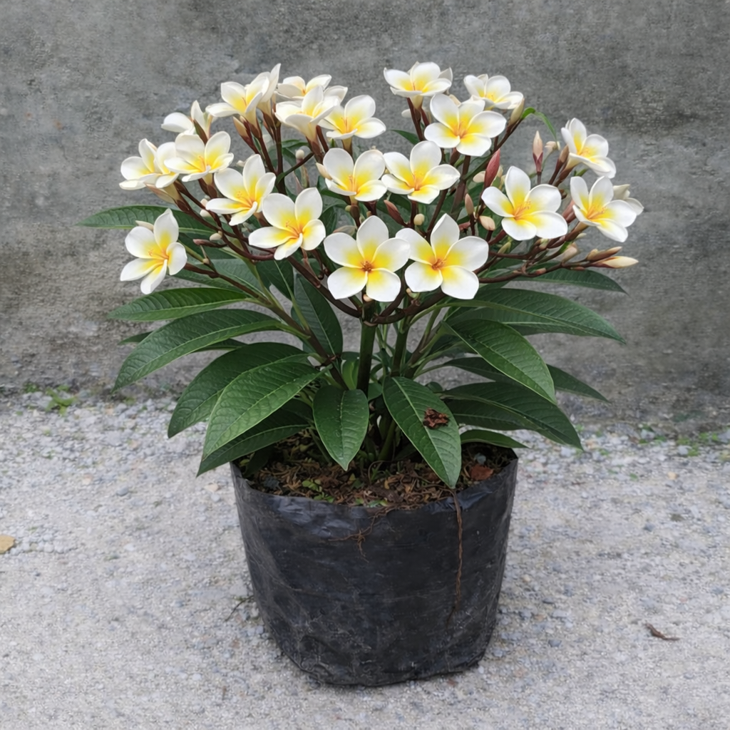 Bunga Kamboja Pekanbaru