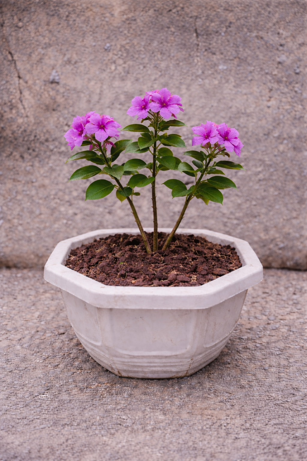 Bunga Vinca Unggu Pekanbaru