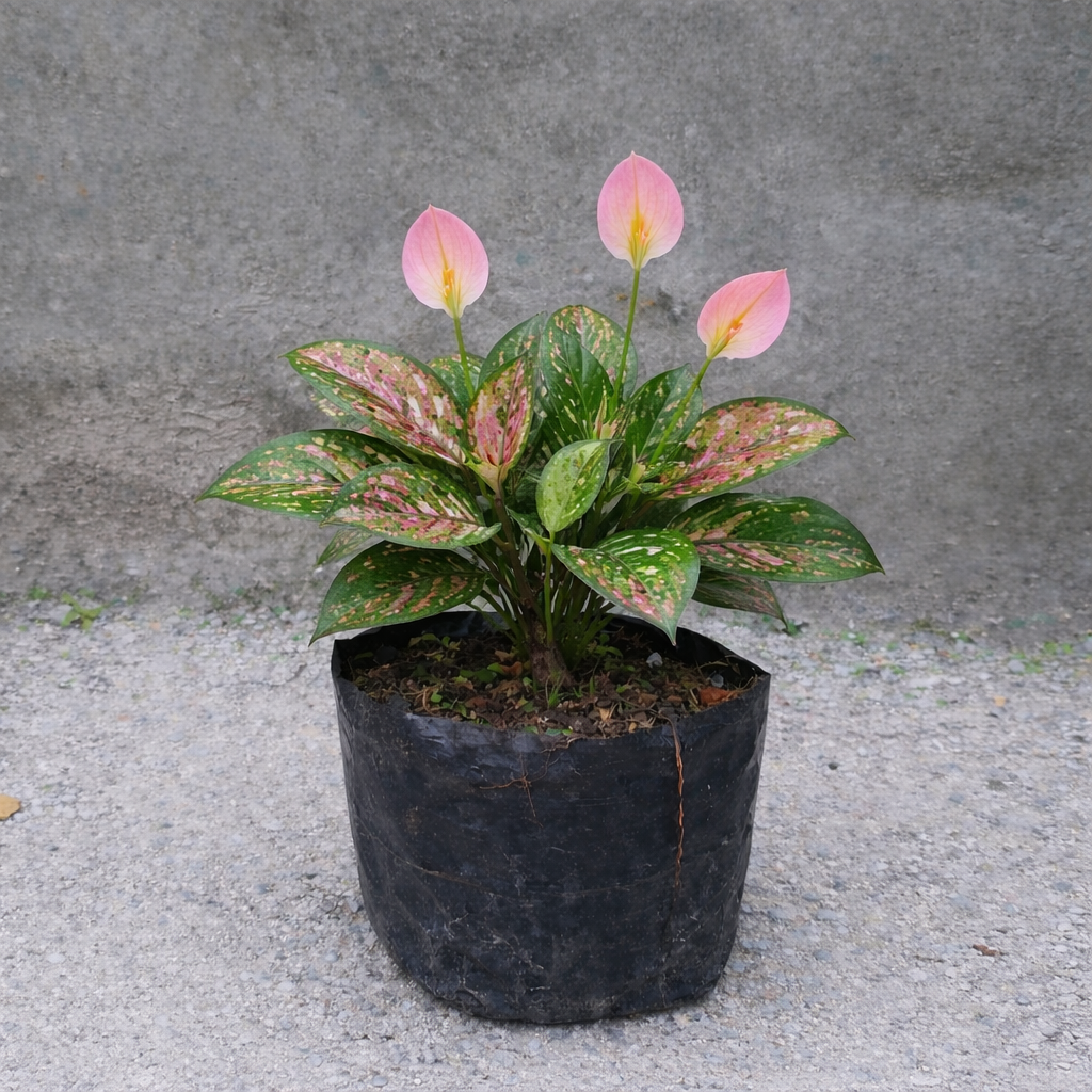 Bunga Aglonema berbunga Cantik Pekanbaru