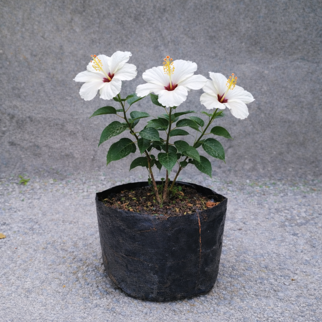 Bunga Kembang Sepatu Putih Pekanbaru