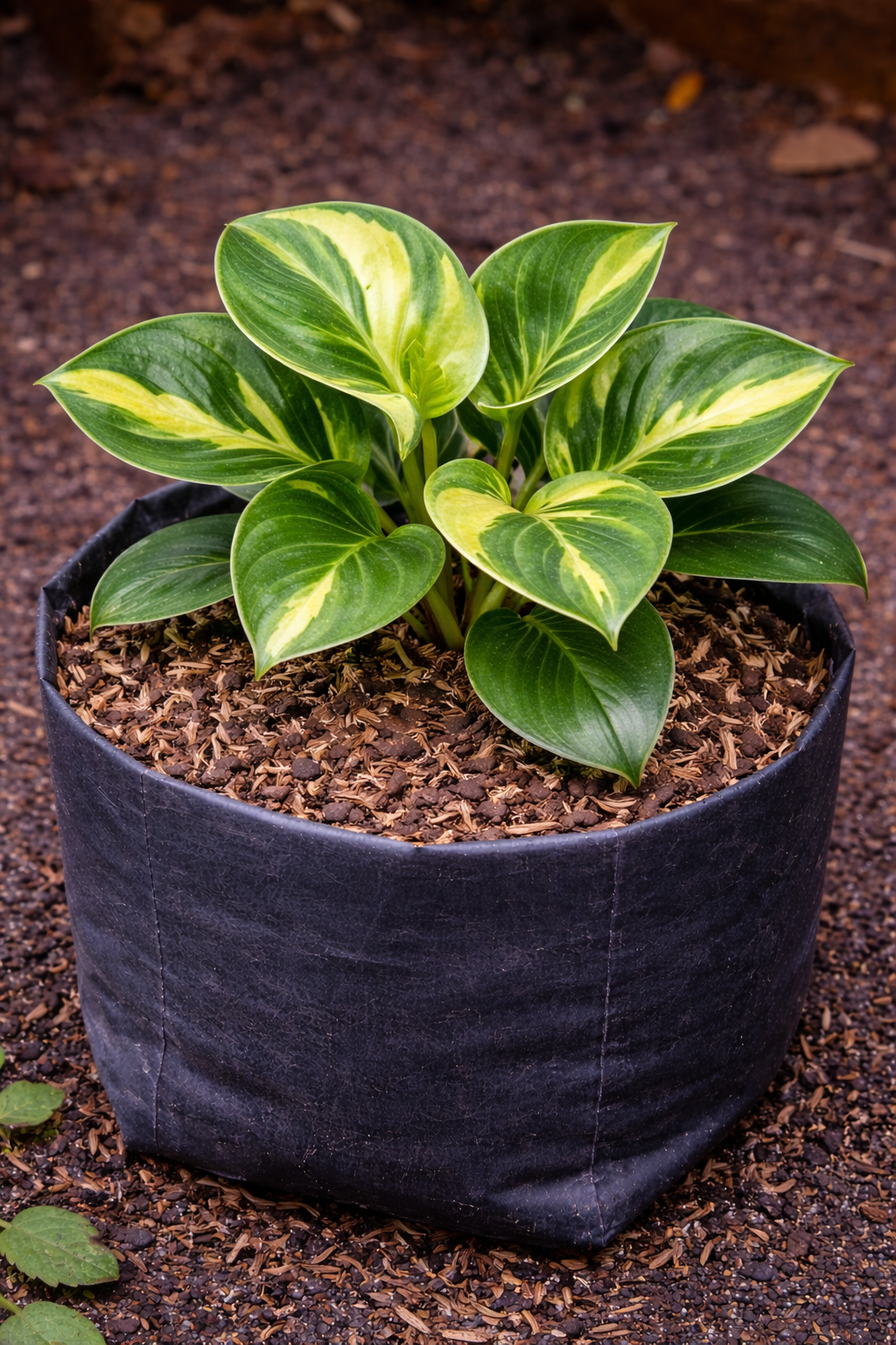 Bunga Sirih Gading Pekanbaru