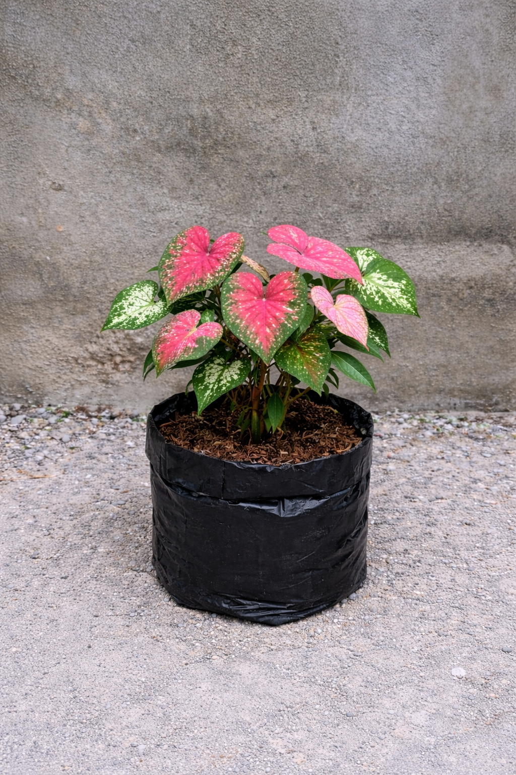 Bunga Keladi / Caladium Pekanbaru