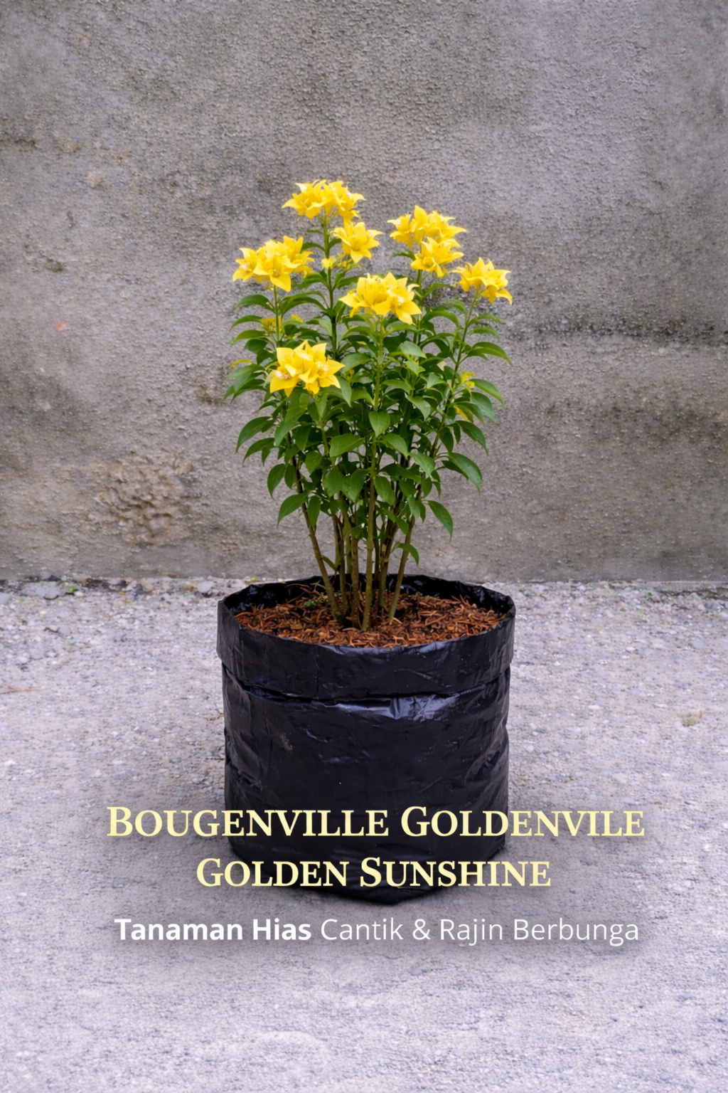 Bunga Bougenville Import Golden Sunshine Pekanbaru