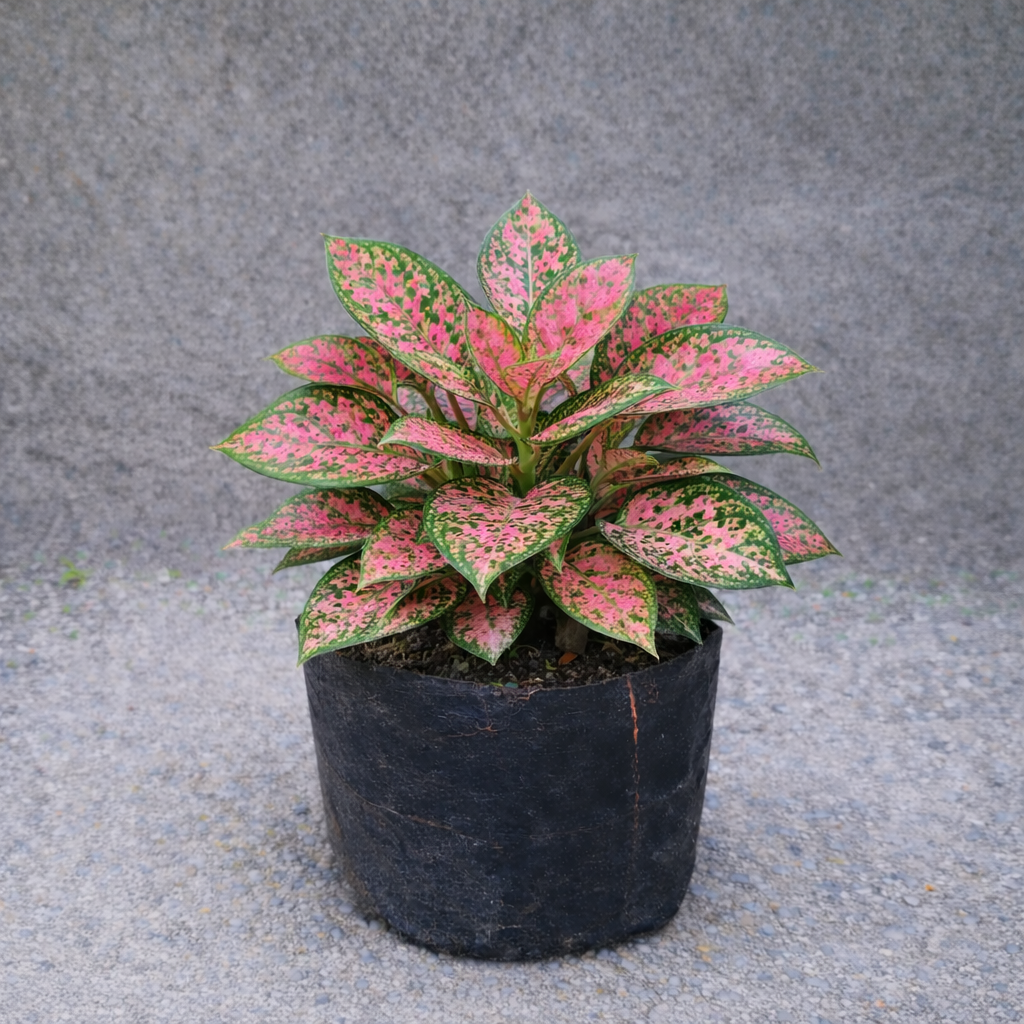 Bunga Aglaonema Kochin Pink Dalam Poliback Tawon 181
