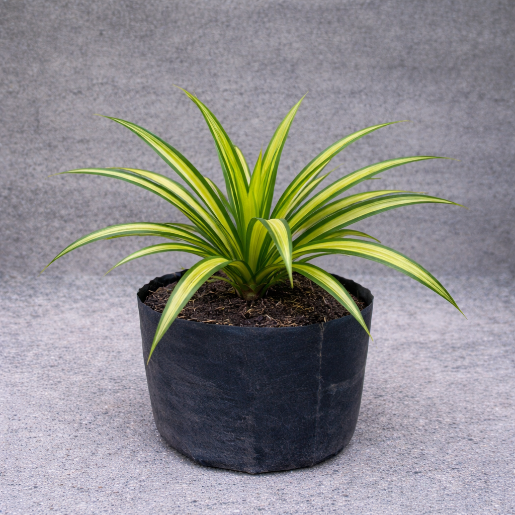 Bunga Pandan Mini Pekanbaru