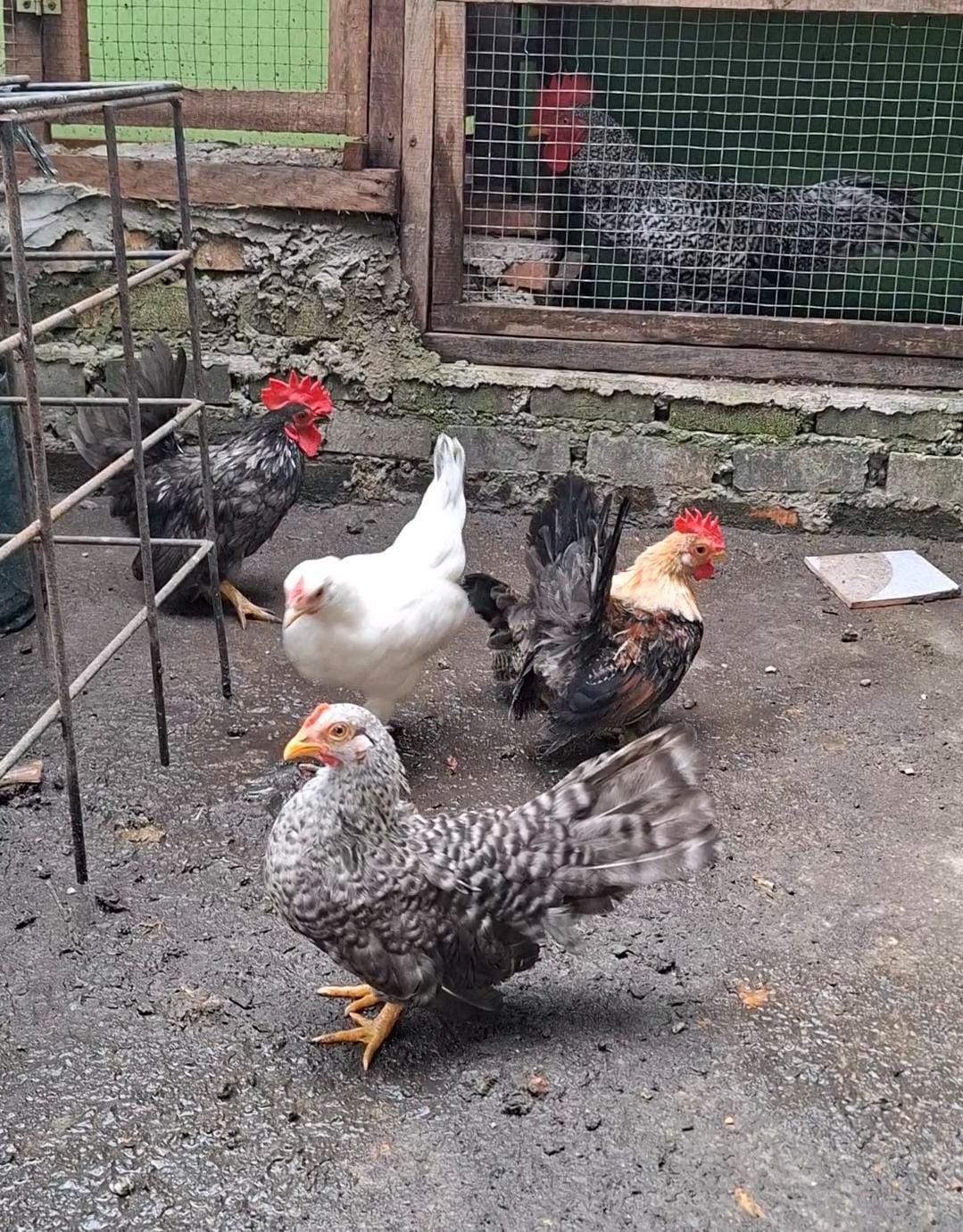 Jual Ayam Chabo Benjarong Pekanbaru - Import Berkualitas