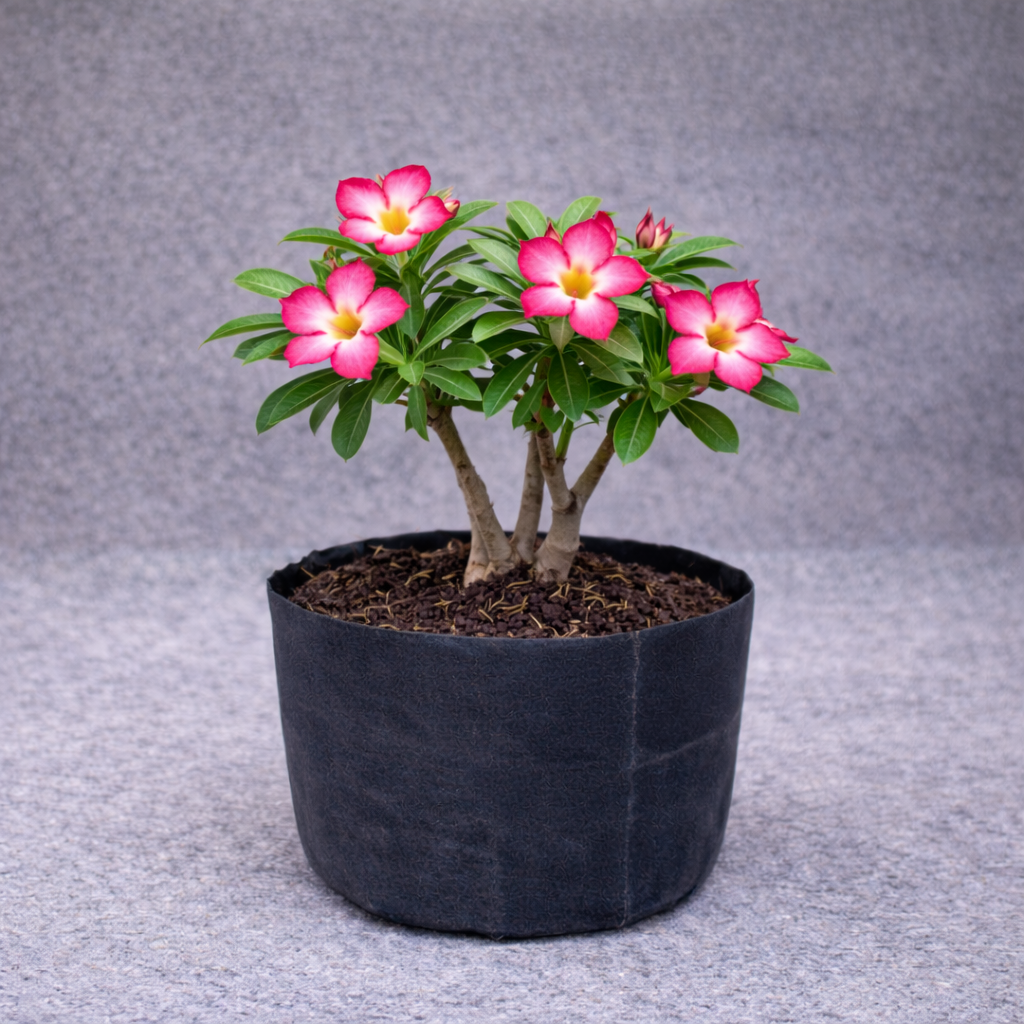 Bunga Kamboja Jepang Pekanbaru