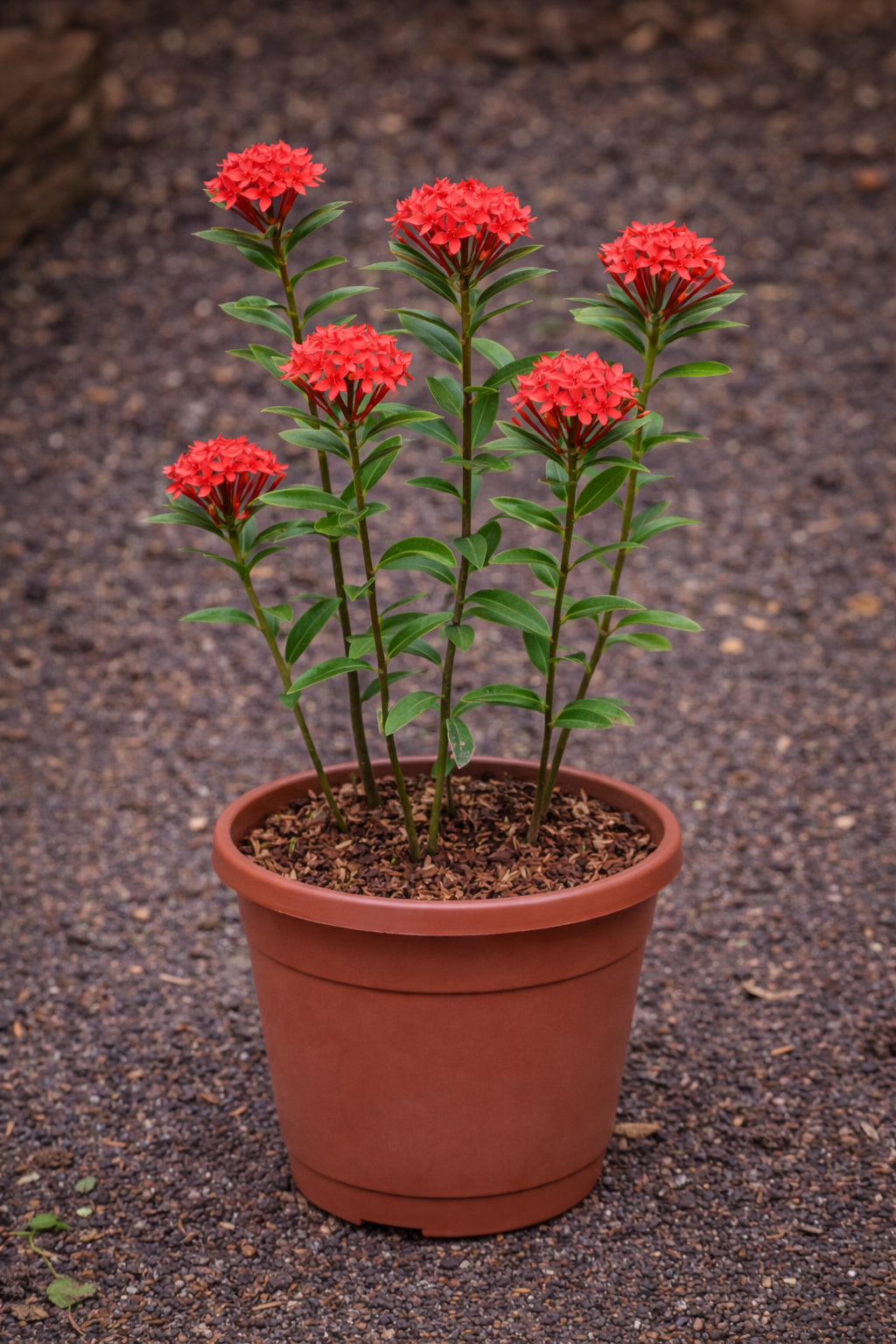 Bunga Soka Pekanbaru