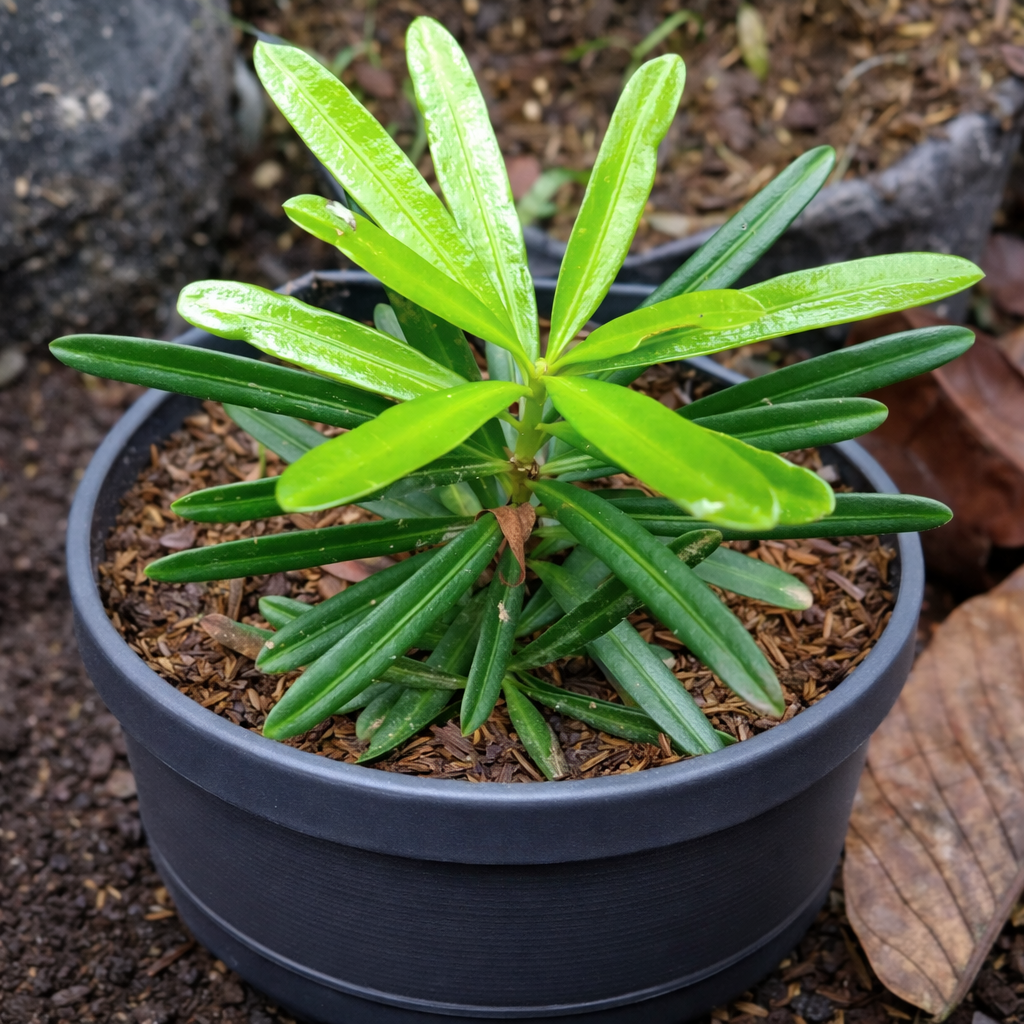 Bunga Bonsai Luhansung Pekanbaru