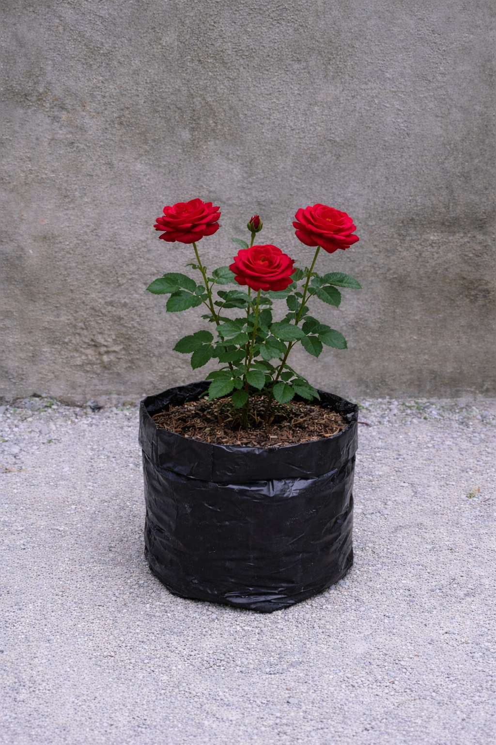 Bunga Mawar Merah Pekanbaru