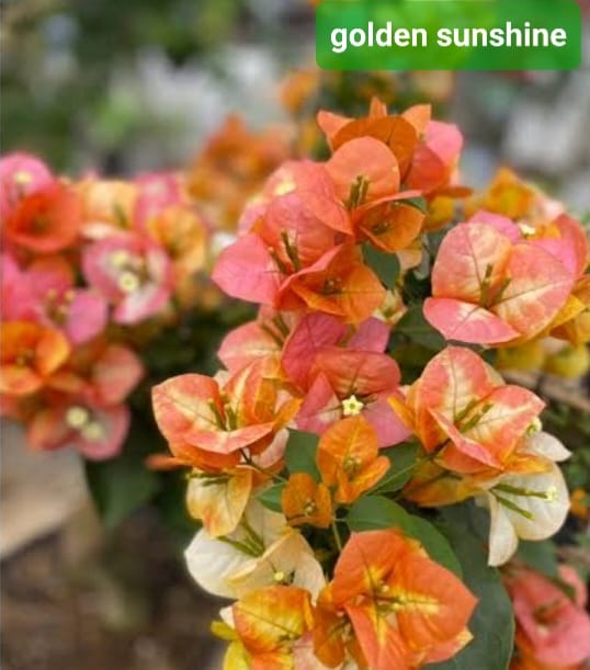 Bunga Bougenville Import Golden Sunshine Pekanbaru