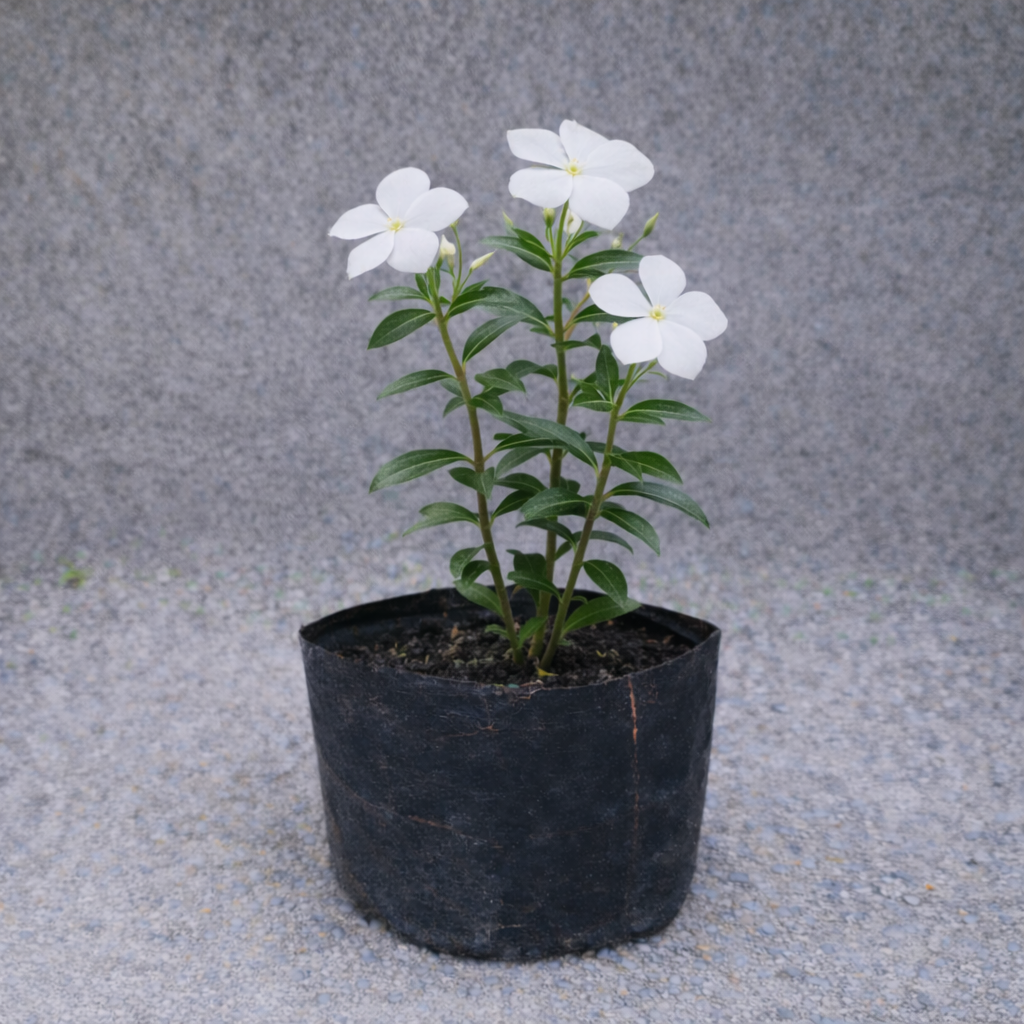 Bunga Vinca Putih / Tapak Dara Pekanbaru