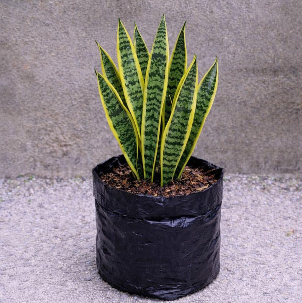 Bunga Lidah Mertua Pekanbaru