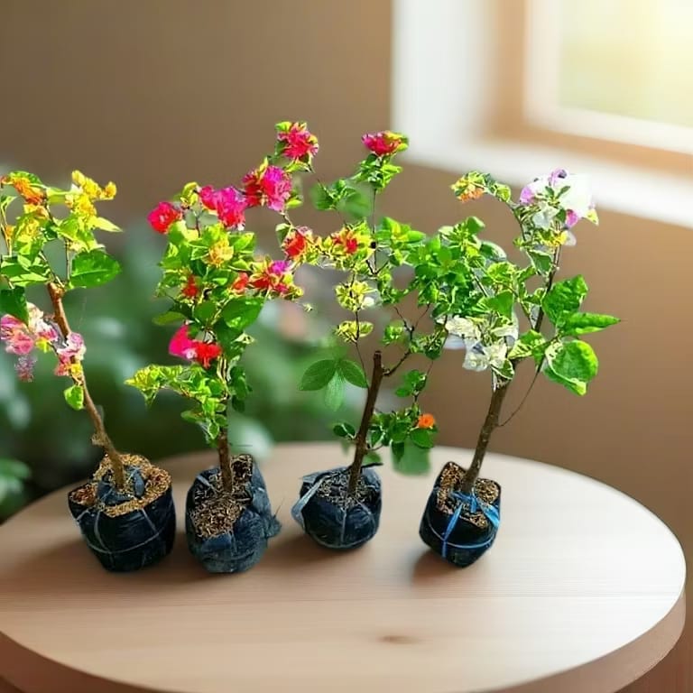 Dijual Bunga Bougenville - Pekanbaru