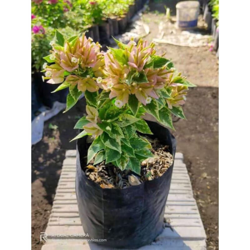 Dijual Bunga Bougenville - Pekanbaru