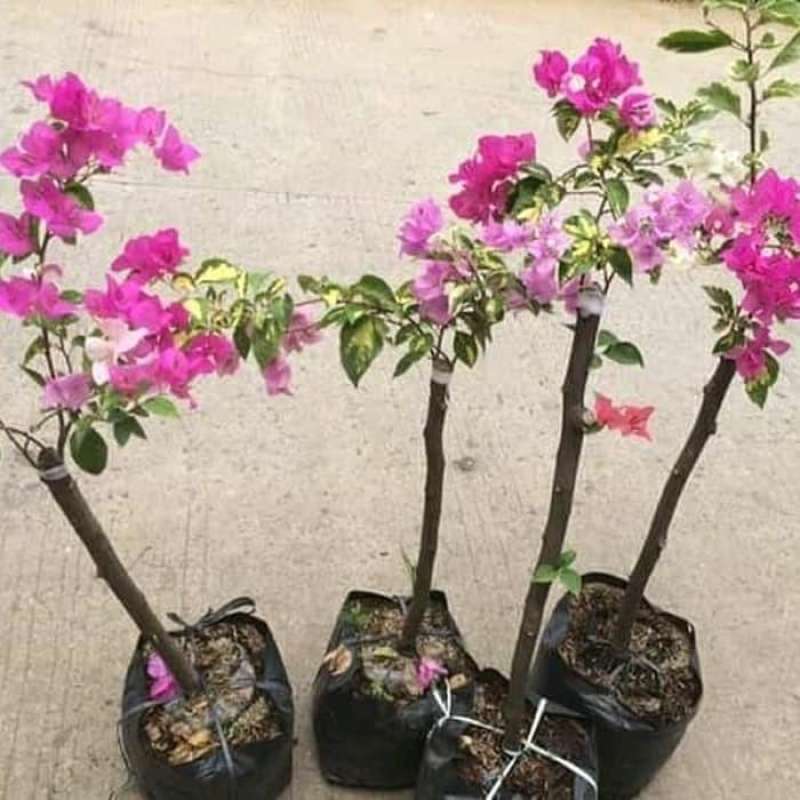 Dijual Bunga Bougenville - Pekanbaru