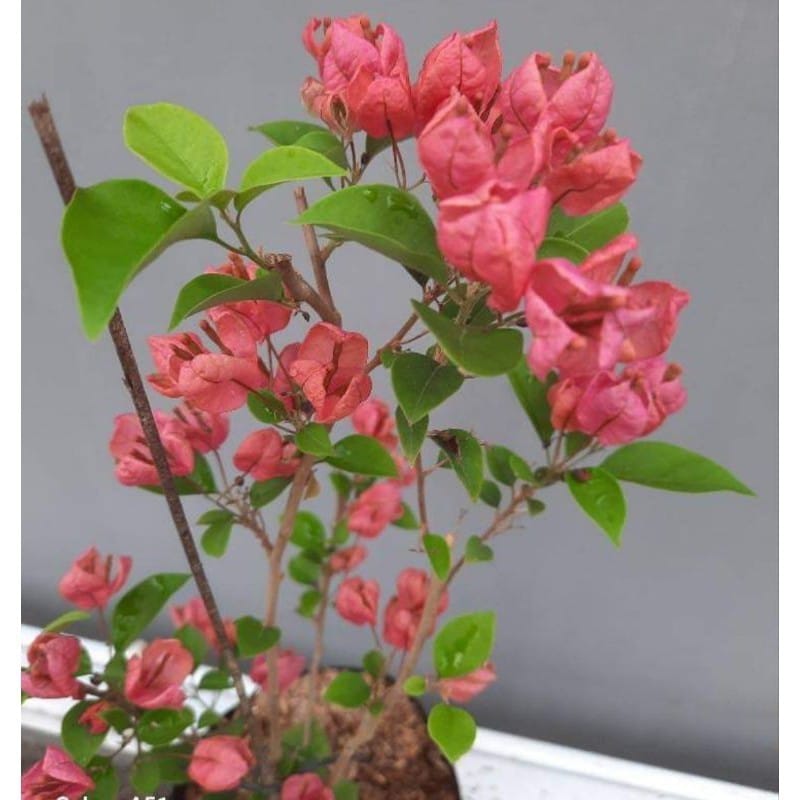 Dijual Bunga Bougenville - Pekanbaru