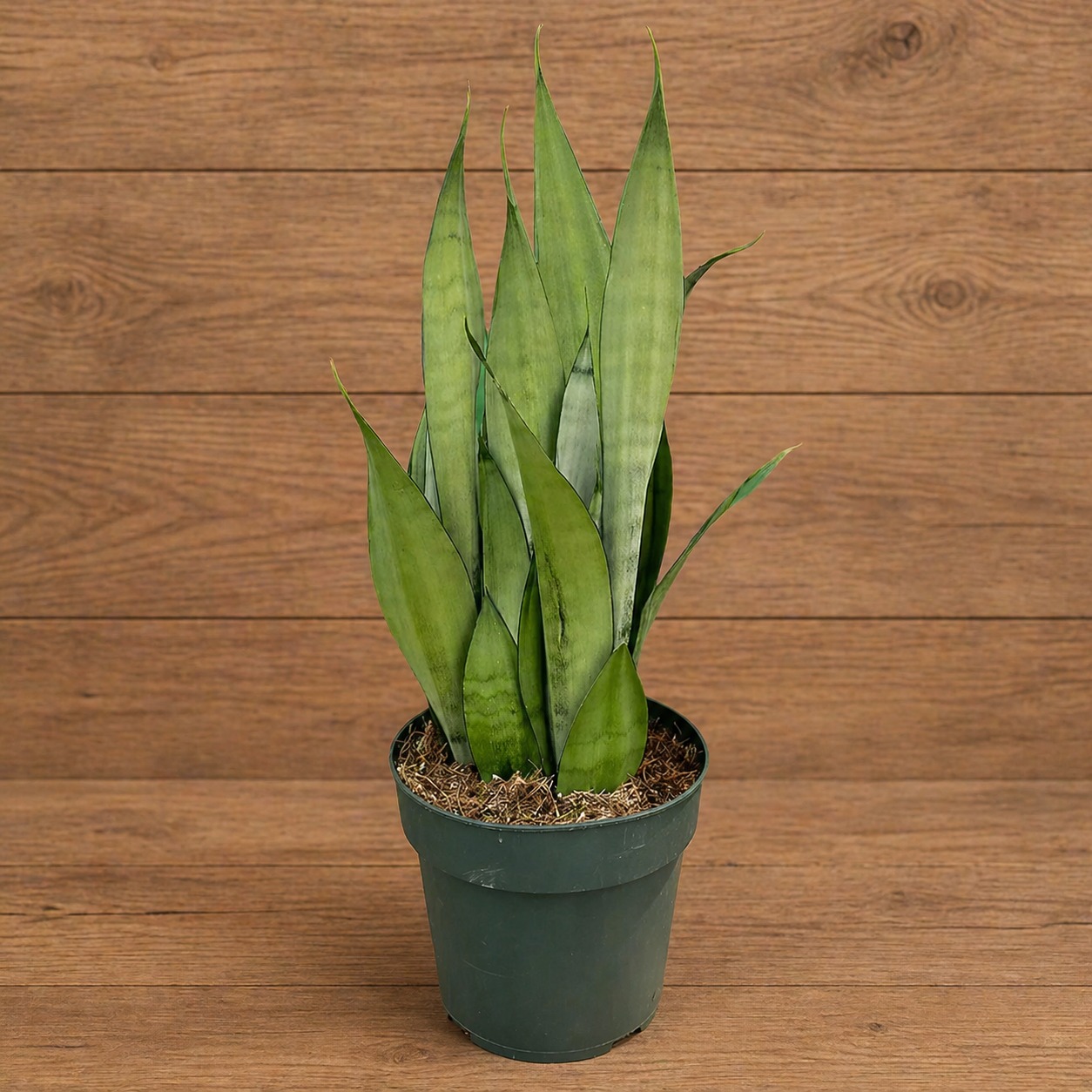 Best Seller! Sansevieria Moonshine Cantik & Mudah Dirawat - Pekanbaru