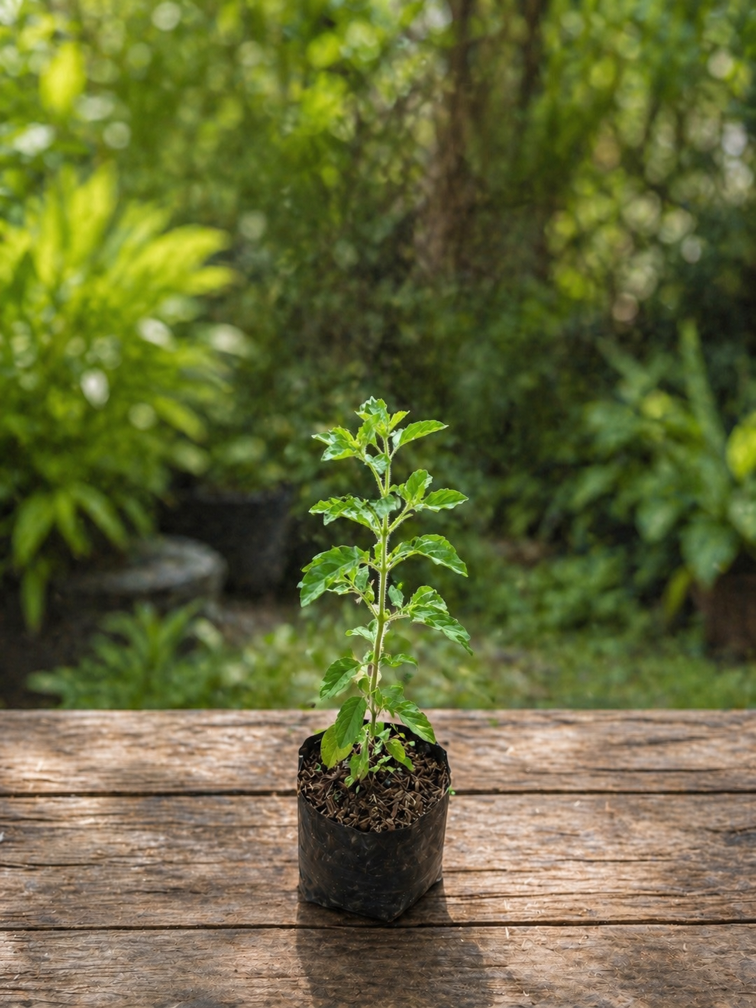 Aromanya Bikin Betah! Ruku-Ruku Murah & Segar - Pekanbaru