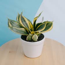 Sansevieria Gold Banner – Pesona Daun Mewah, Bikin Ruangan Lebih Berkelas - Pekanbaru