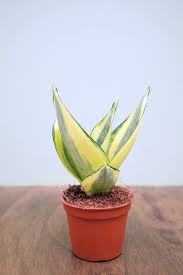 Sansevieria Golden Hahnii: Si Cantik Emas Pembawa Keberuntungan untuk Rumah Anda - Pekanbaru