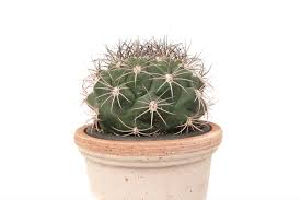 Gymnocalycium Cantik & Unik, Koleksi Kaktus Favorit Pecinta Tanaman - Pekanbaru