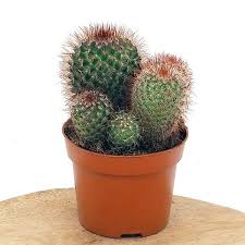 Mammillaria Cantik dan Menggemaskan, Kaktus Mini Favorit untuk Dekorasi Rumah - Pekanbaru