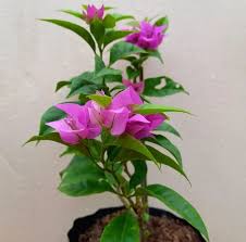 Bunga Kertas (Bougainvillea) – Warna Cerah Memukau, Percantik Rumah & Taman Anda - Pekanbaru