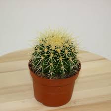 Echinocactus Grusonii (Golden Barrel Cactus) – Kaktus Mewah Pembawa Keindahan Rumah - Pekanbaru