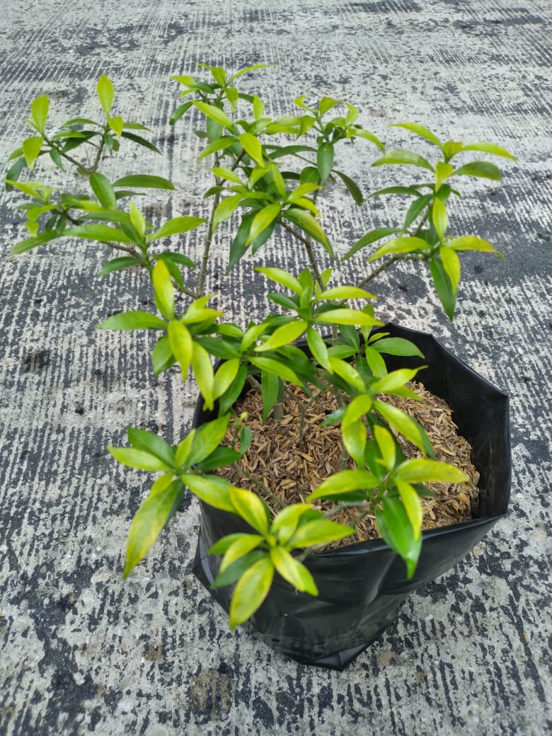Jual Bibit Melati Mini Segar Dan Harum- Pekanbaru