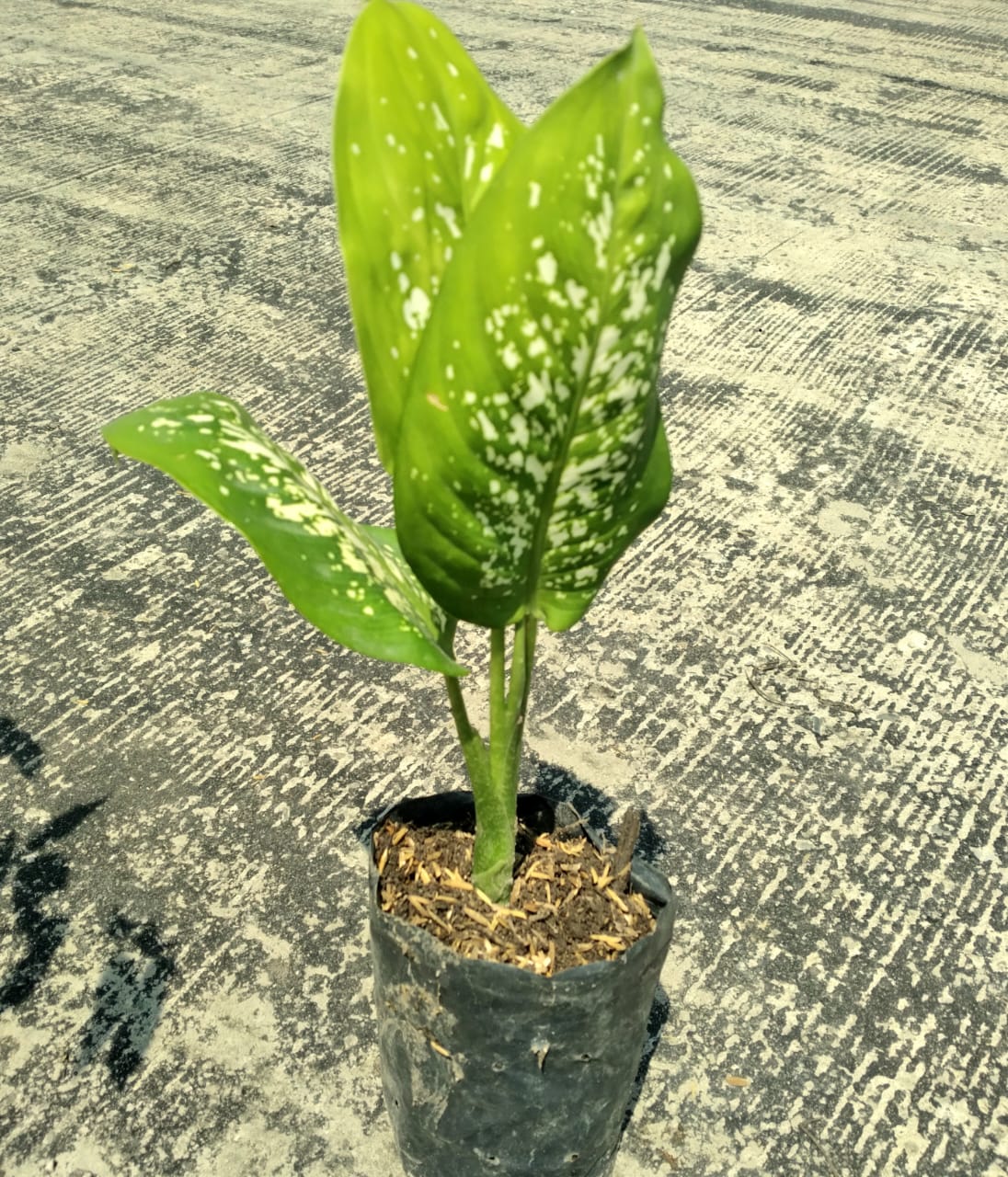 Jual Bibit Bunga Dieffenbachia - Pekanbaru