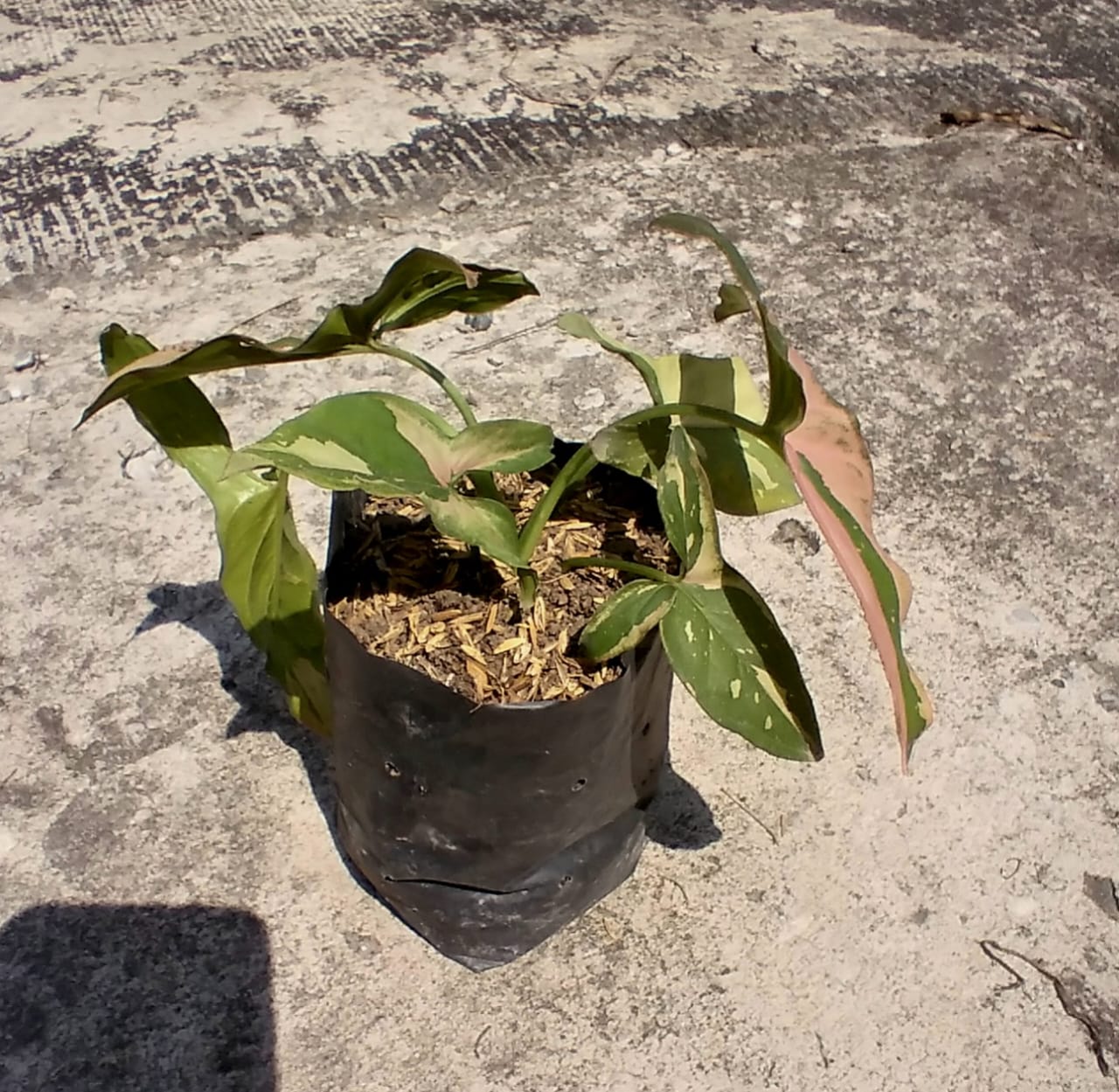 Jual Bibit Syngonium pink splash Bekualitas - Pekanbaru