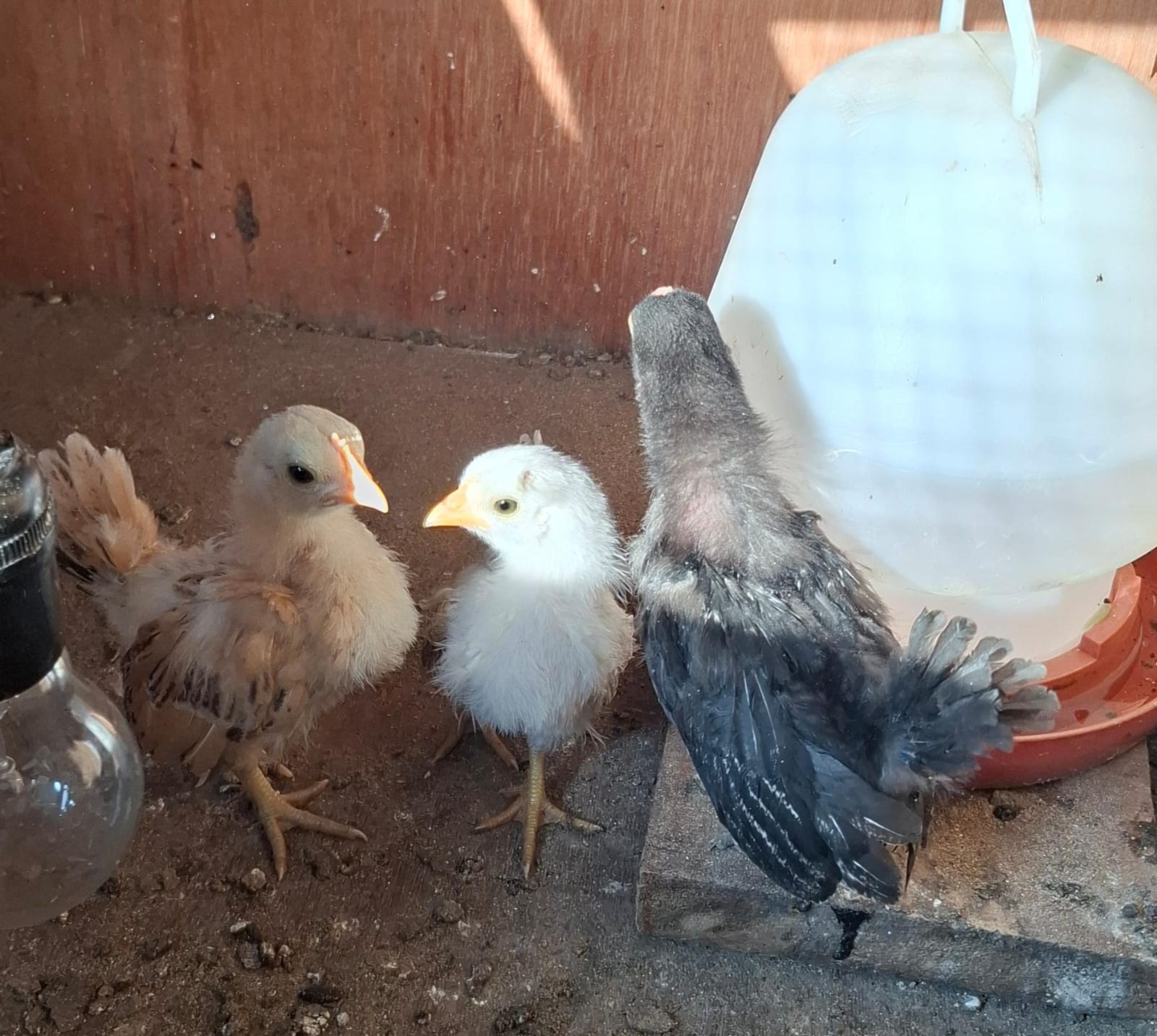 Anakan Ayam Kate Chabo Pekanbaru