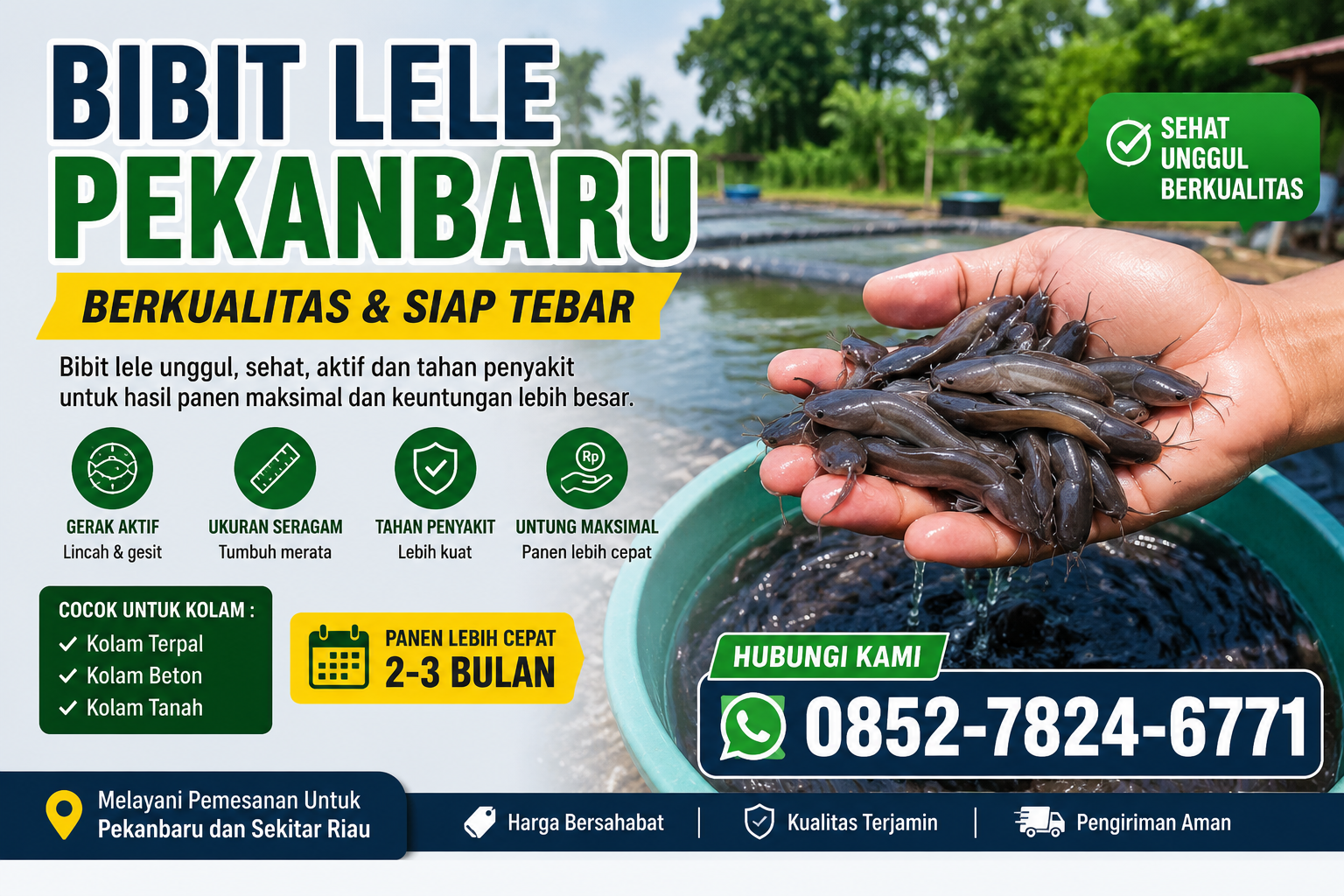 Bibit Lele Pekanbaru Berkualitas - Toko Tambun Jaya